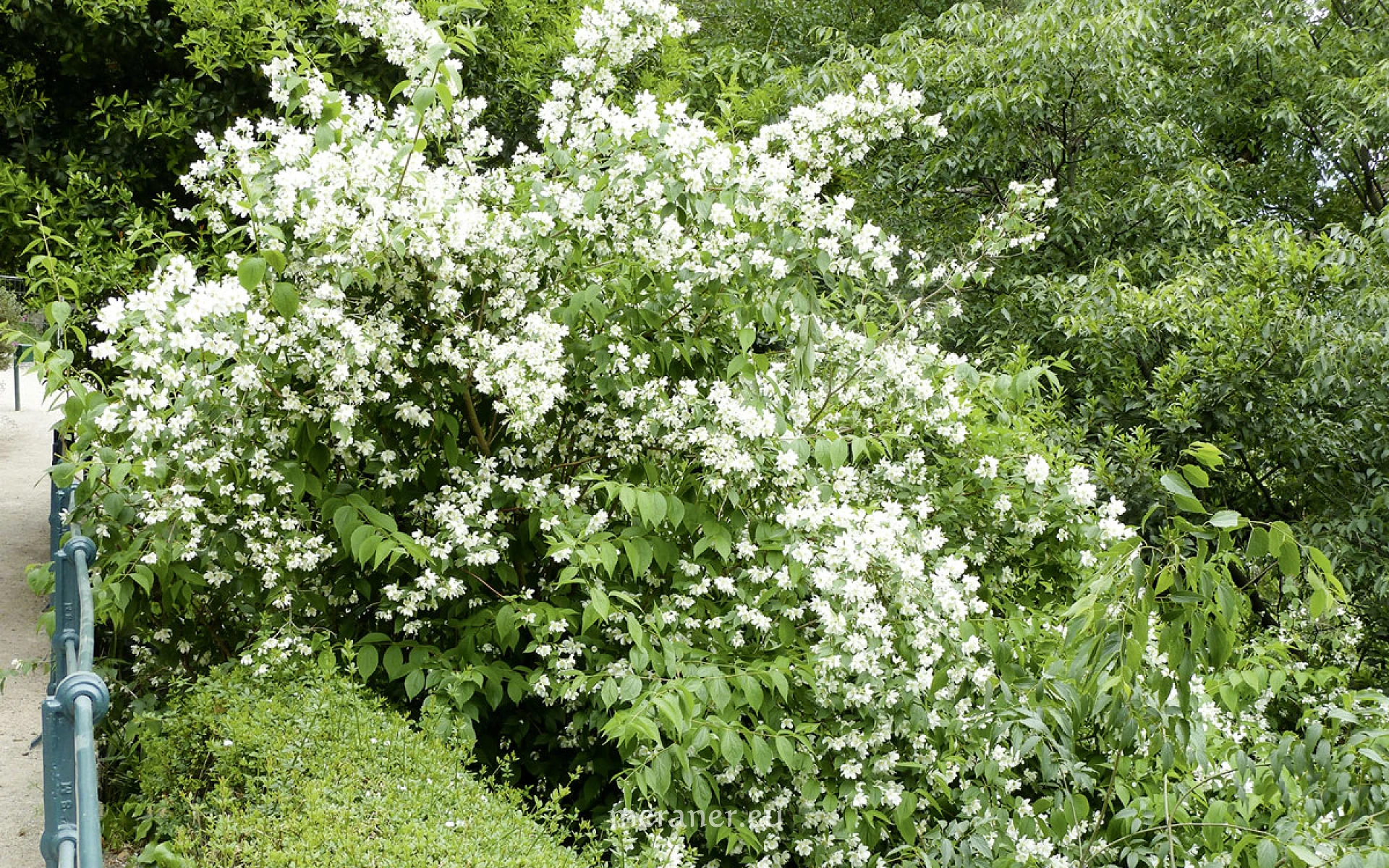Der Europische Pfeifenstrauch ist der falsche Jasmin / Botanischer  Spaziergang / Meraner Stadtanzeiger / die Zeitung fr Meran in Sdtirol /  Magazin, Wochenzeitung, Wochenblatt, Bezirkszeitung