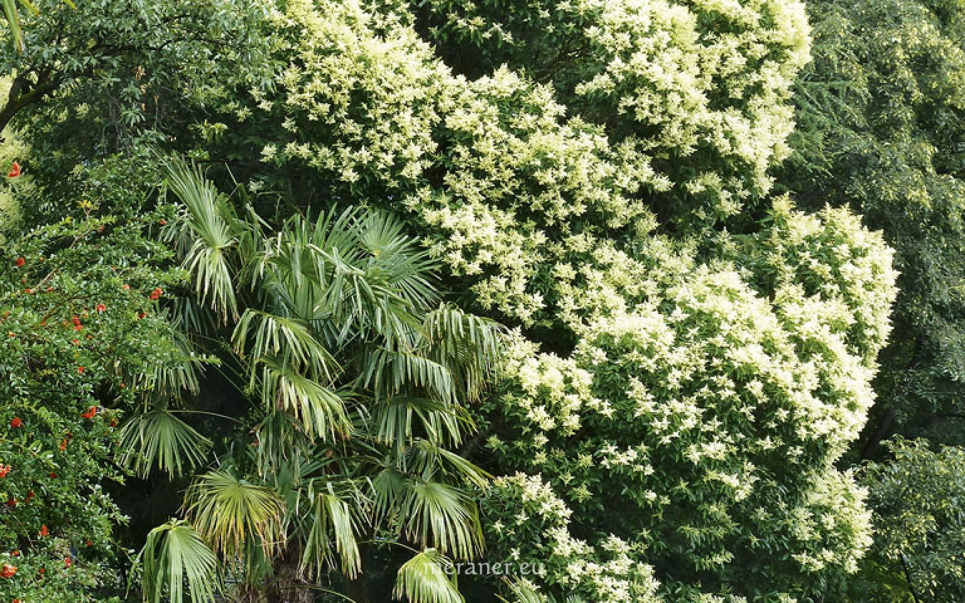 philodendron burle marx fantasy mature Philodendron Burle Marx Fantasy Terrarium Plant main image 1