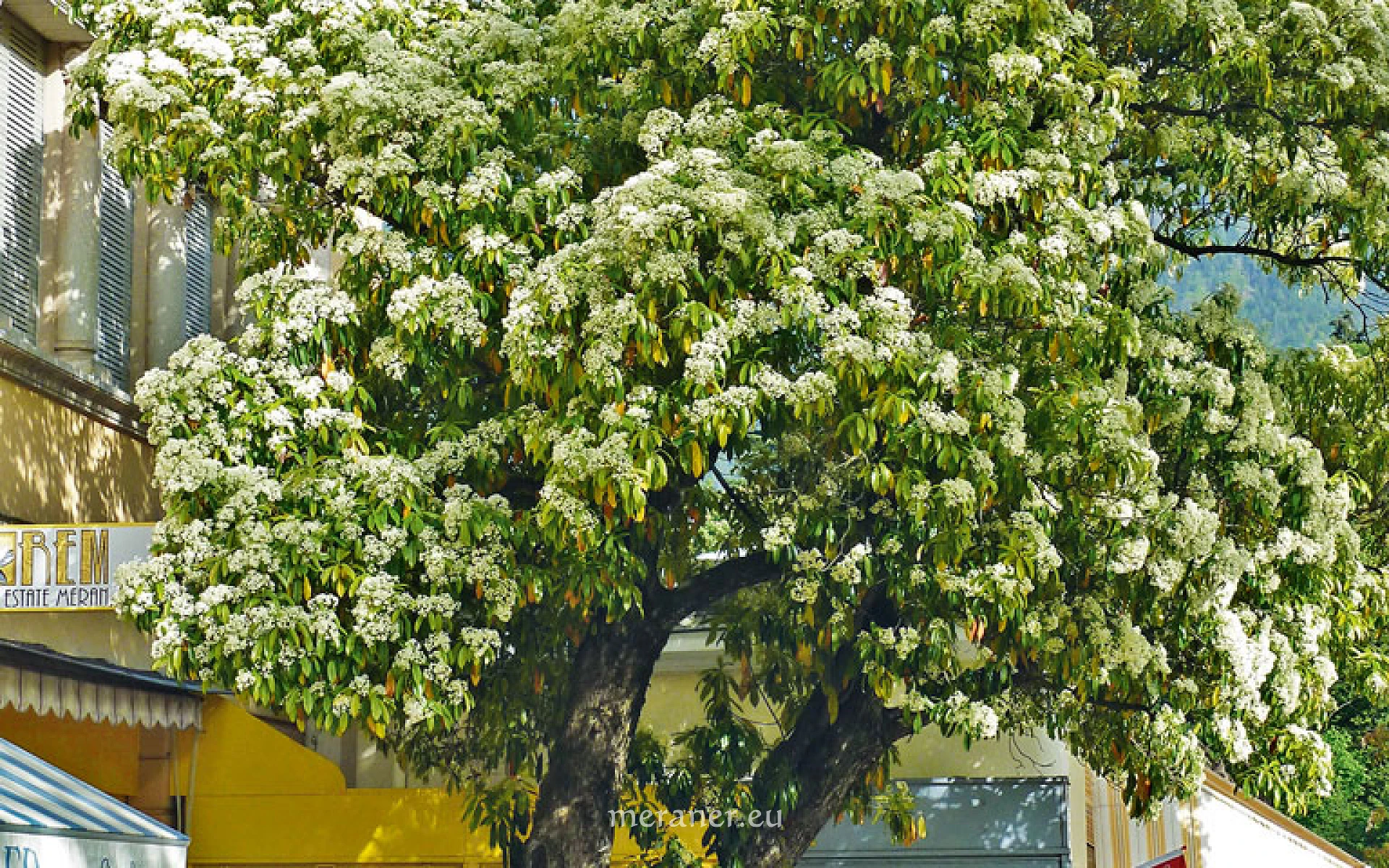 gummibaum blüte Eucalyptus Globulus Blumensamen (Tasmanischer Blauer Gummibaum) – Pure Asia  Seeds
